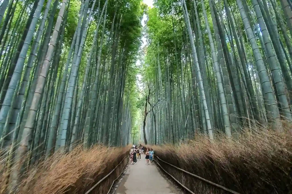 Paseando a través del bambú en el bosque de Arashiyama en Kyoto