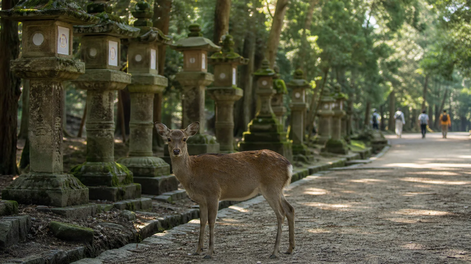 Ciervo entre faroles de piedra en un sendero arbolado de Nara