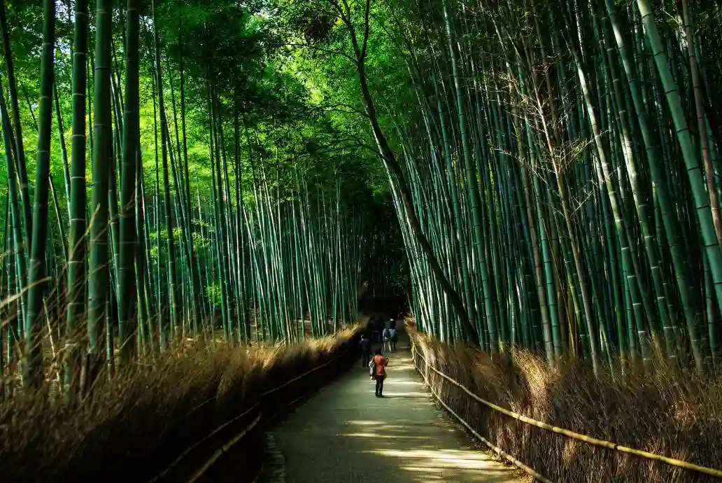 Bosque de Bambú de Arashiyama Bosque de Bambú de Arashiyama